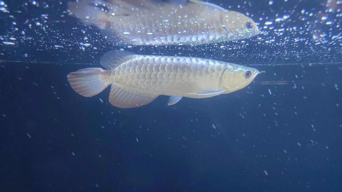 龍魚撞缸的原因預兆圖片大全集