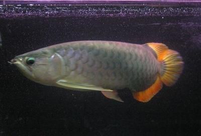 黃龍藍龍魚的寓意和象征風水 黃龍藍龍魚的寓意和象征風水 龍魚百科 第3張