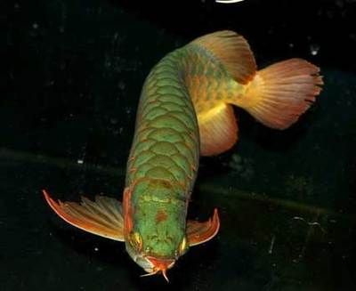 黃龍藍龍魚的寓意和象征風水 黃龍藍龍魚的寓意和象征風水 龍魚百科 第1張