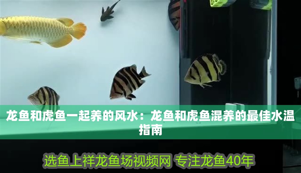 龍魚和虎魚一起養的風水：龍魚和虎魚混養的最佳水溫指南