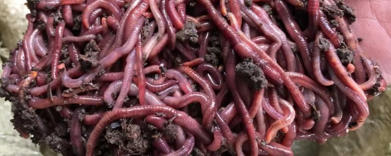 蚯蚓粉在紅龍魚飼料中的應(yīng)用效果：蚯蚓粉在紅龍魚飼料中的應(yīng)用