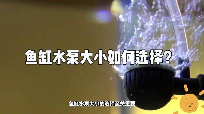 哪些品牌的水泵適合龍魚混養？ 哪些品牌的水泵適合龍魚混養？ 龍魚百科 第6張