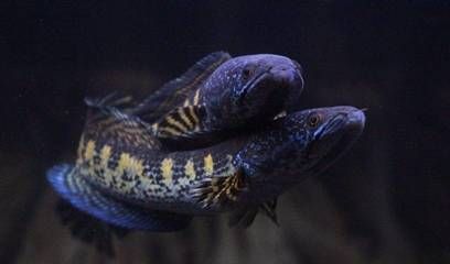 金龍魚成體多大能繁殖：金龍魚多大可以繁殖