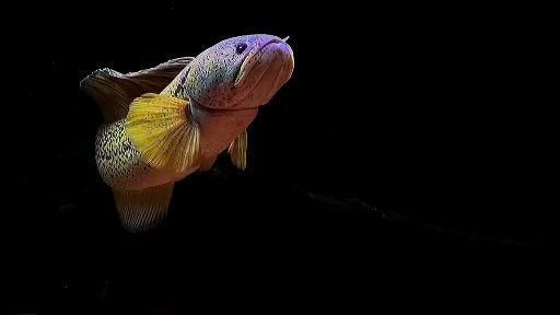 龍魚戰斗力最高的品種：龍魚的“戰斗力” 龍魚戰斗力最高的品種：龍魚的“戰斗力” 龍魚百科 第3張