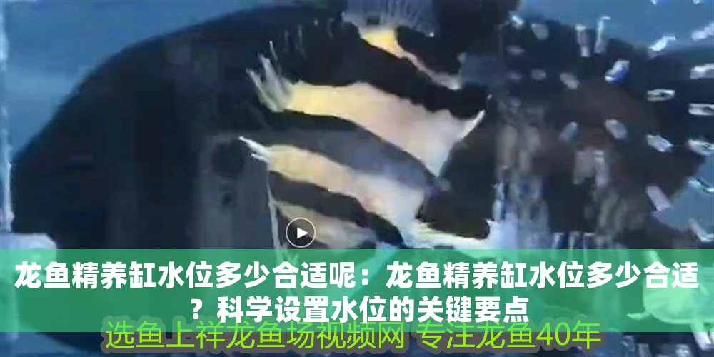 龍魚精養缸水位多少合適呢：龍魚精養缸水位多少合適？科學設置水位的關鍵要點 龍魚精養缸水位多少合適呢：龍魚精養缸水位多少合適？科學設置水位的關鍵要點 龍魚百科 第1張