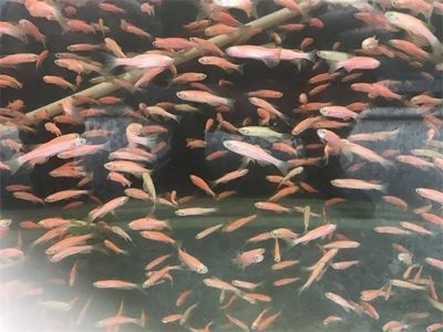泰龐海鰱魚繁殖箱隱蔽場所設計：泰龐海鰱魚繁殖箱隱蔽場所的設計建議