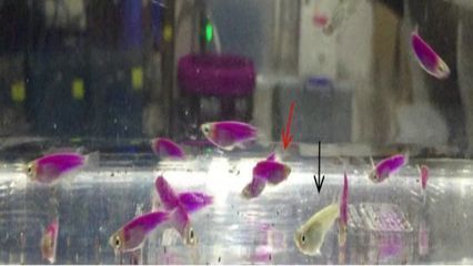 泰龐海鰱魚繁殖箱隱蔽場所設計：泰龐海鰱魚繁殖箱隱蔽場所的設計建議