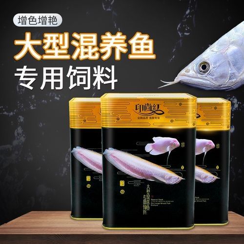 龍魚飼料魚混養可以嗎圖片 龍魚飼料魚混養可以嗎圖片 龍魚百科 第6張