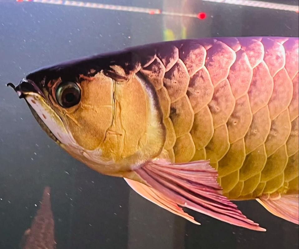 龍魚飼料魚混養可以嗎圖片 龍魚飼料魚混養可以嗎圖片 龍魚百科 第28張