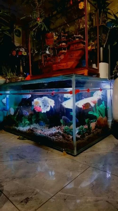龍魚飼料魚混養可以嗎圖片 龍魚飼料魚混養可以嗎圖片 龍魚百科 第35張