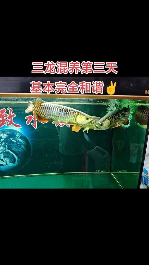 龍魚飼料魚混養可以嗎圖片 龍魚飼料魚混養可以嗎圖片 龍魚百科 第43張