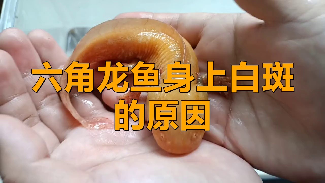 如何治療六角龍魚的白斑病？
