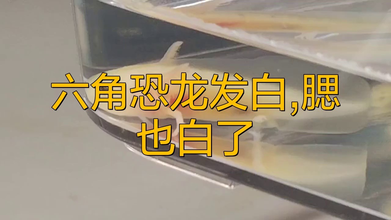 如何治療六角龍魚的白斑病？
