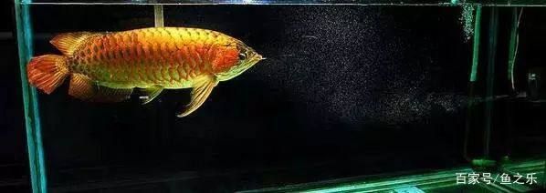 龍魚福龍王：國內(nèi)只有一條福龍王，被譽(yù)為“龍魚中的蘭博基尼”