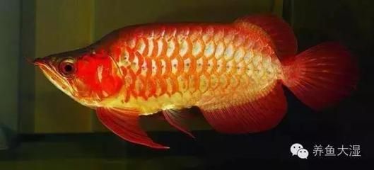 龍魚福龍王：國內(nèi)只有一條福龍王，被譽(yù)為“龍魚中的蘭博基尼”