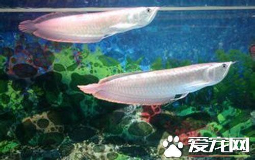 小的銀龍魚吃什么最好