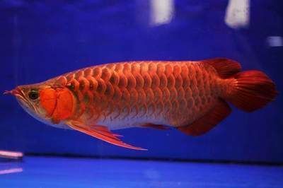 紅龍魚能長多大？活多久？：紅龍魚的體型和壽命都受到飼養環境的影響