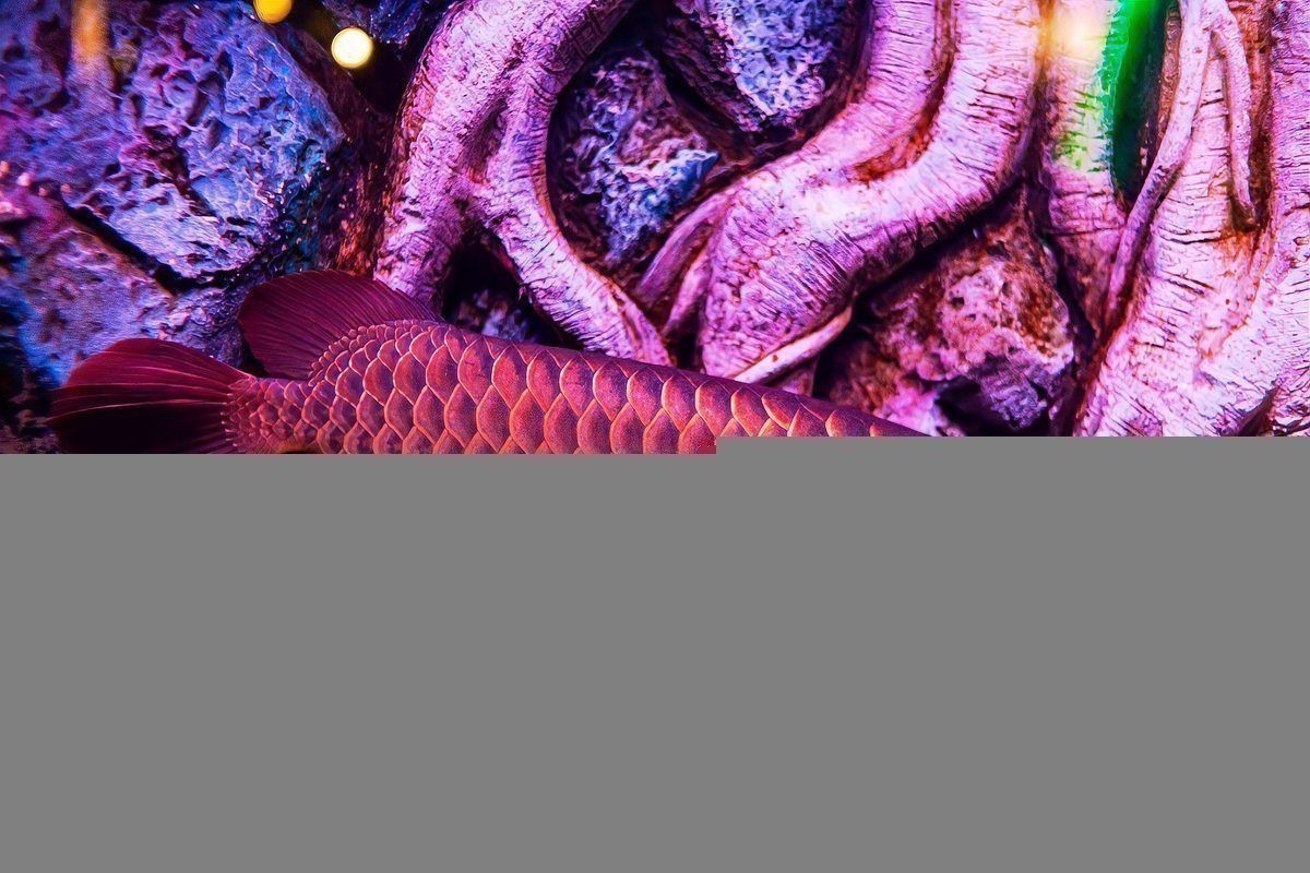賽級古龍魚價格表