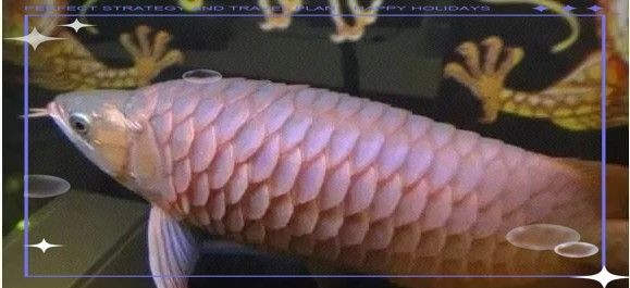 龍魚鱗片充血和立鱗病的區別