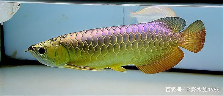 紅龍魚繁殖期間需要注意什么？