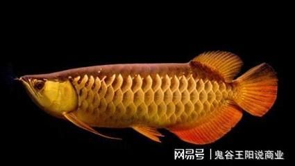 金龍魚人工繁殖：金龍魚人工繁殖歷史已超20年，歷史已超20年，