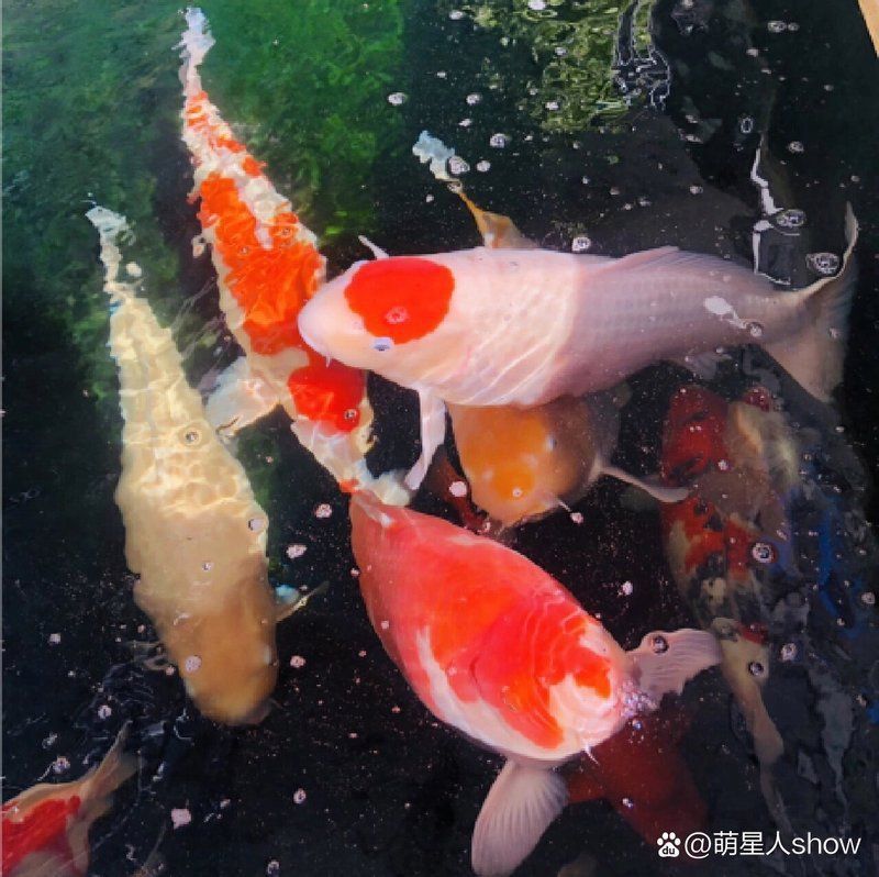 錦鯉白寫墨退了怎么辦