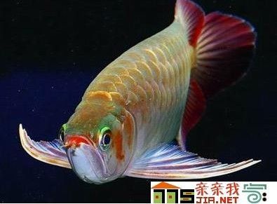 紅龍魚可以活多少年（紅龍魚的壽命是多少年） 紅龍魚可以活多少年（紅龍魚的壽命是多少年） 龍魚百科 第2張