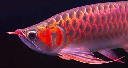 龍魚寄生蟲治療方法：龍魚寄生蟲怎么治療