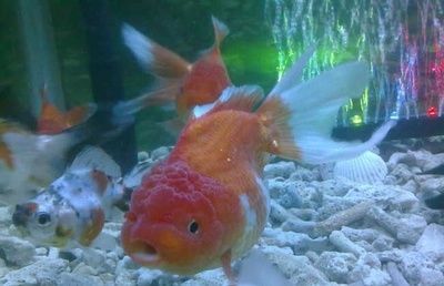 銀龍魚(yú)養(yǎng)兩條對(duì)財(cái)運(yùn)好嗎（養(yǎng)銀龍魚(yú)的風(fēng)水講究多）