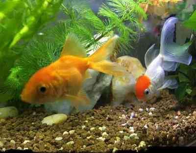 銀龍魚養兩條對財運好嗎（養銀龍魚的風水講究多）