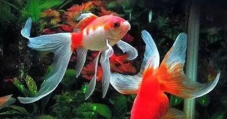 銀龍魚養兩條對財運好嗎（養銀龍魚的風水講究多）