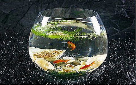 進門對著魚缸好不好，如何科學布置室內魚缸魚缸風水布局有哪些講究