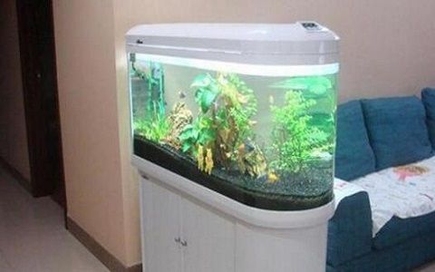 進門對著魚缸好不好，如何科學布置室內魚缸魚缸風水布局有哪些講究