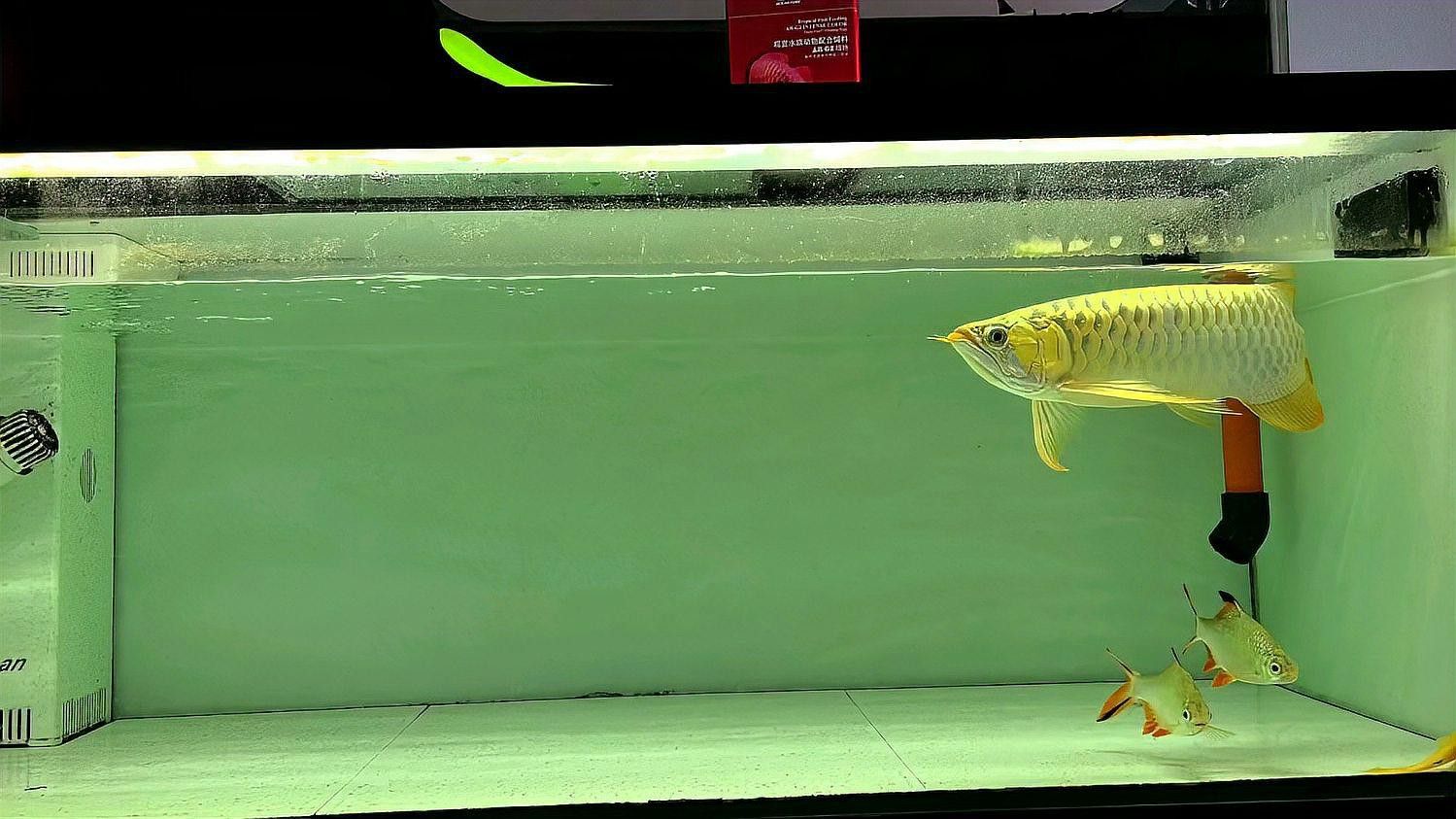 印尼紅龍魚魚苗的價(jià)格多少錢一條