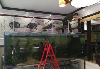 養龍魚可以賺錢嗎現在怎么樣：養龍魚一個月“食宿費”上千元，每月“食宿費”上千元