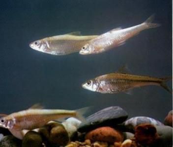 龍魚(yú)飼料魚(yú)是什么魚(yú)類(lèi) 龍魚(yú)飼料魚(yú)是什么魚(yú)類(lèi) 龍魚(yú)百科 第3張