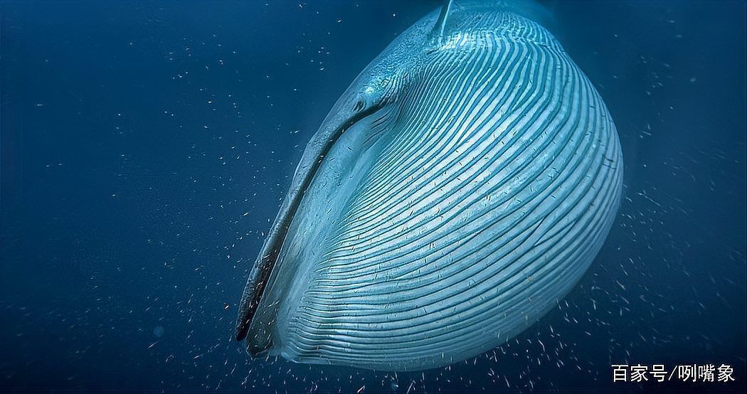 鯨魚(yú)是用肺呼吸的嗎