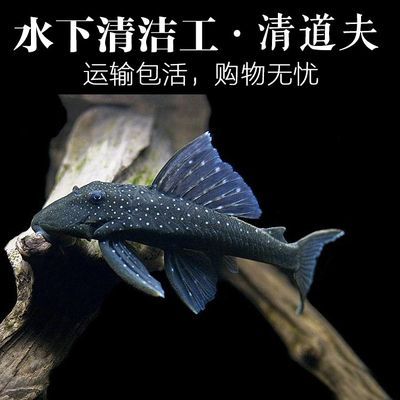 龍魚會不會吃清道夫的魚苗（如何防止龍魚誤食清道夫魚苗）