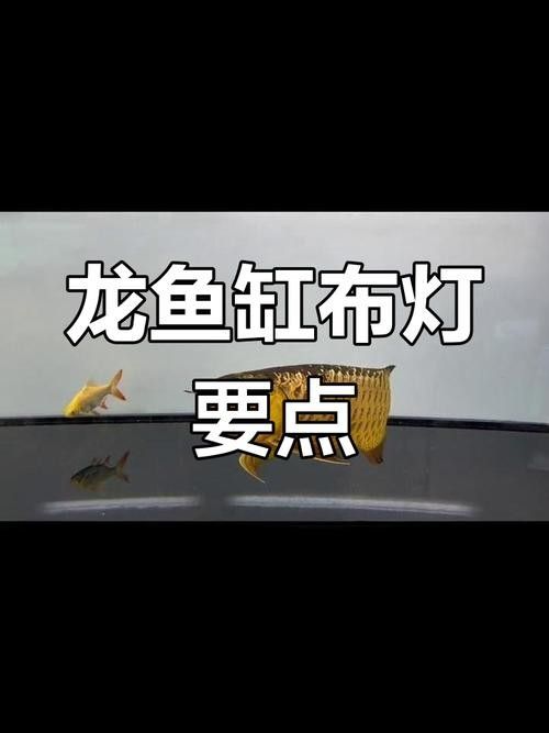龍魚缸燈的擺放示意圖片