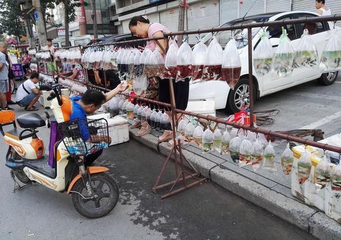 羅漢魚哪里有批發的