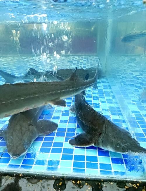 鱘龍魚圖片百度圖片