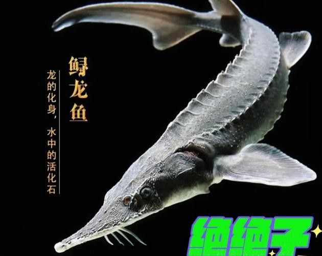鱘龍魚圖片百度圖片