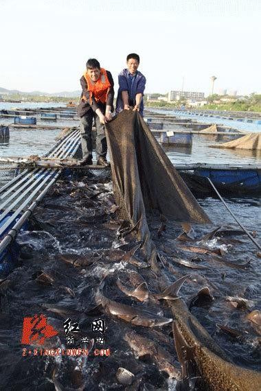 鱘龍魚圖片百度圖片
