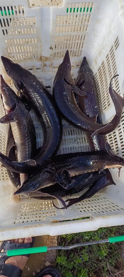鱘龍魚圖片百度圖片