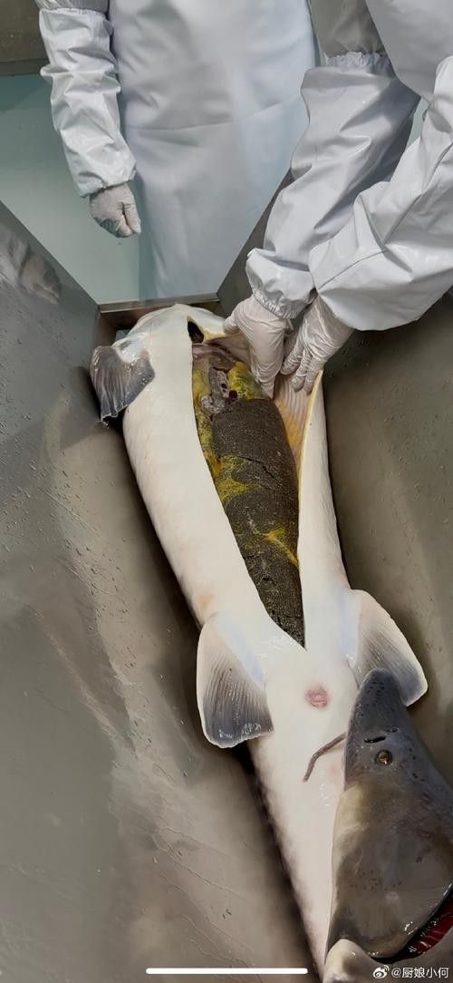 鱘龍魚圖片百度圖片