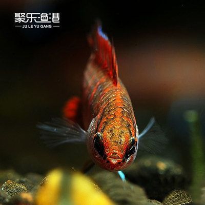 龍魚可以和燈魚混養嗎？：龍魚和燈魚可以混養嗎 龍魚可以和燈魚混養嗎？：龍魚和燈魚可以混養嗎 龍魚百科 第3張