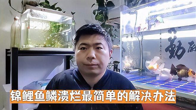 金龍魚魚鱗潰爛怎么辦