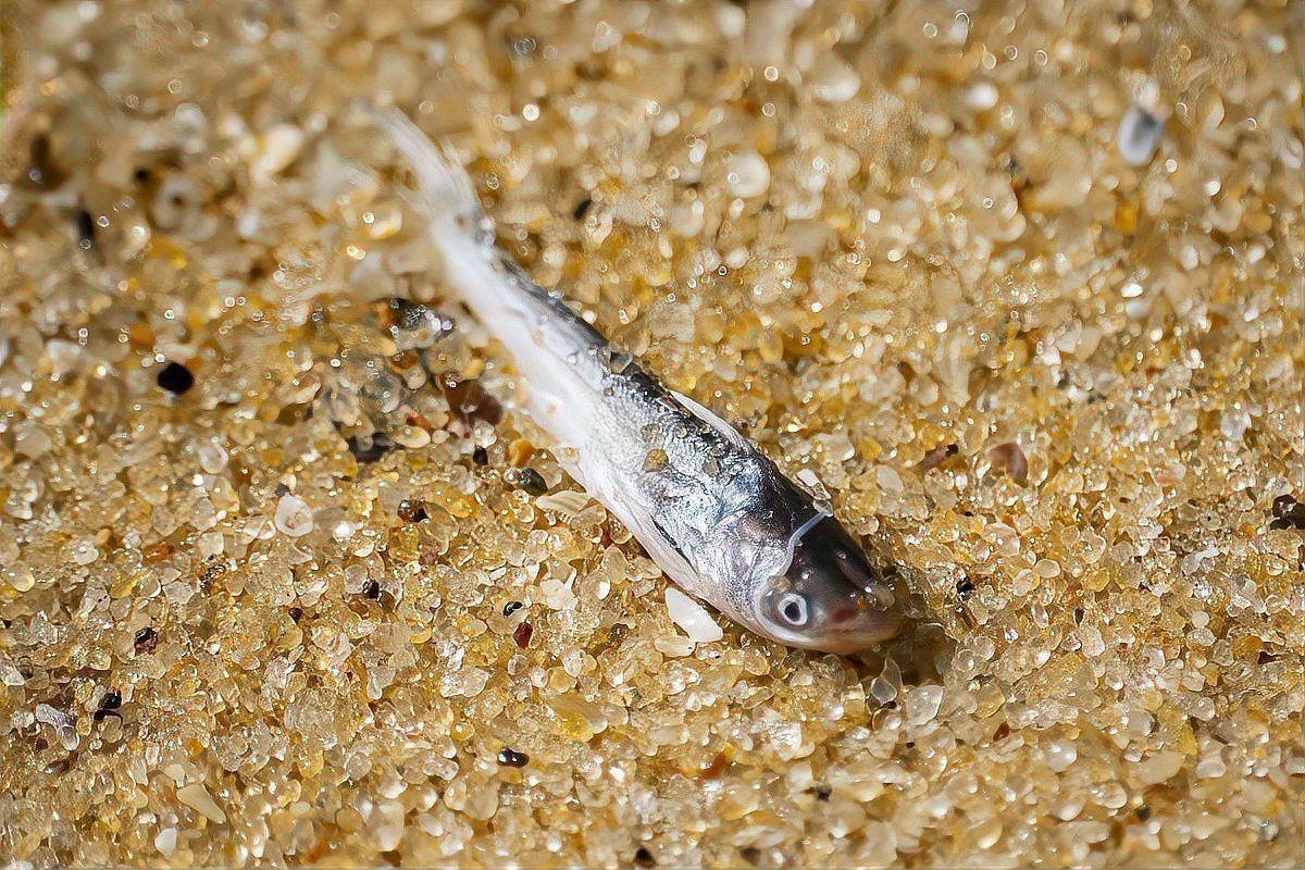 金龍魚魚鱗潰爛怎么辦