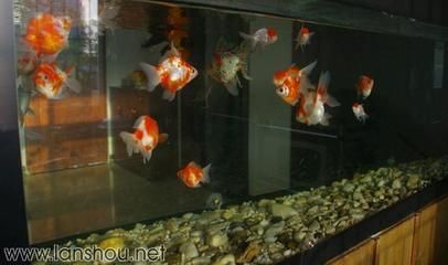 小尺寸龍魚能合蘭壽混養(yǎng)嗎（小尺寸的龍魚可以與蘭壽混養(yǎng)但飼養(yǎng)者需要注意一些問題）