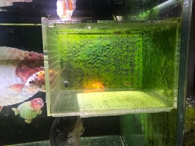 小尺寸龍魚能合蘭壽混養(yǎng)嗎（小尺寸的龍魚可以與蘭壽混養(yǎng)但飼養(yǎng)者需要注意一些問題）